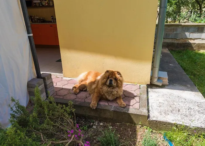 Dali
